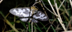 Percnia longitermen