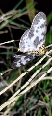 Percnia longitermen