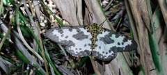 Percnia longitermen