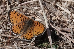 Melitaea trivia