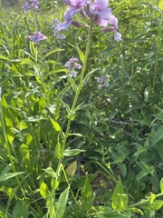 Hesperis matronalis