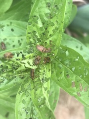 Galerucella calmariensis