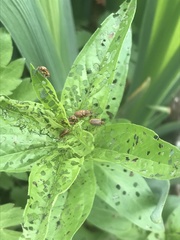 Galerucella calmariensis