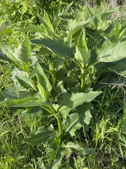 Silphium perfoliatum