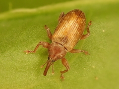 Dorytomus tortrix