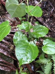 Streptothamnus moorei