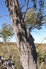 Eucalyptus arenacea