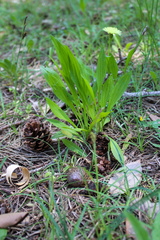 Cornu aspersum