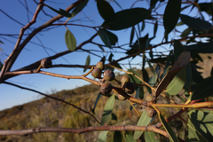 Eucalyptus arenacea