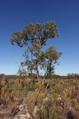 Eucalyptus arenacea Marginson & Ladiges