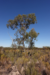 Eucalyptus arenacea
