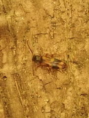 Hypulus quercinus
