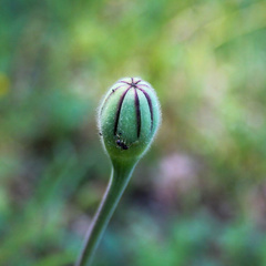 Urospermum