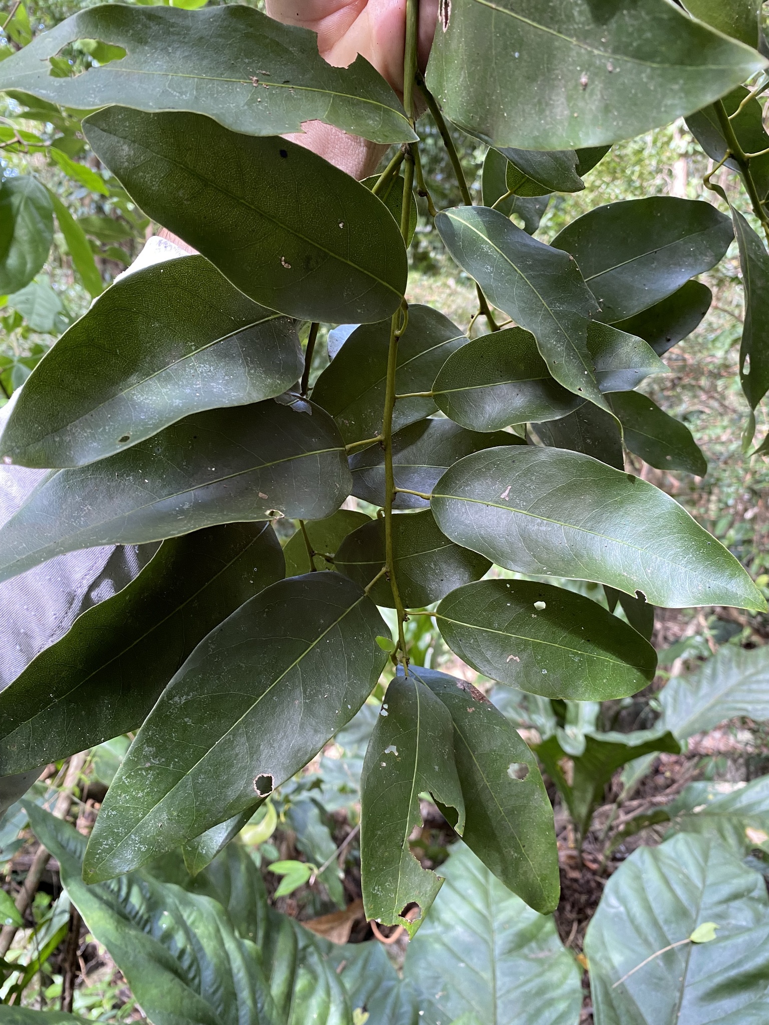 Hyperbaena laurifolia