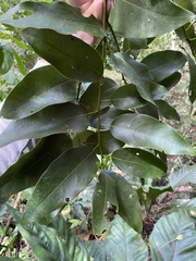 Hyperbaena laurifolia