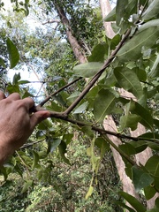 Hyperbaena laurifolia
