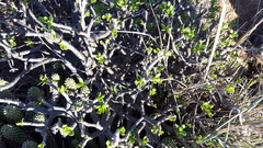 Tylecodon paniculatus