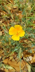 Eschscholzia californica