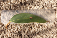 Eucalyptus arenacea