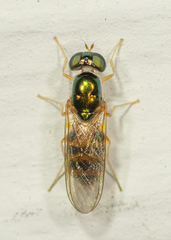 Cephalochrysa canadensis