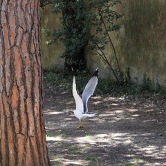Larus michahellis