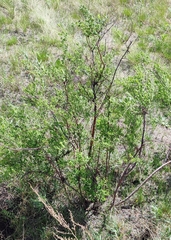 Spiraea crenata