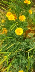Eschscholzia californica