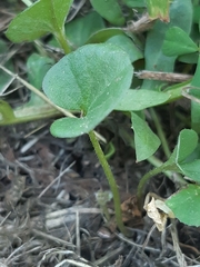 Dichondra micrantha
