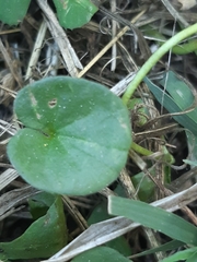 Dichondra micrantha