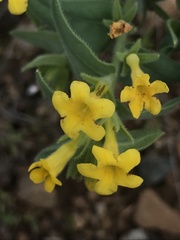 Lithospermum californicum