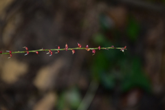 Persicaria filiformis