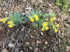 Lithospermum californicum