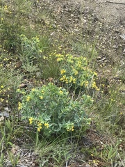 Lithospermum californicum