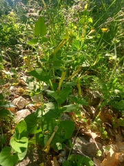Aristolochia lutea