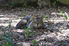 Felis