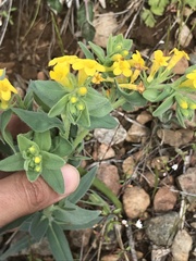 Lithospermum californicum