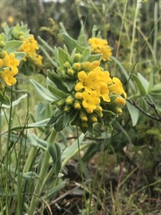 Lithospermum californicum