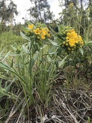 Lithospermum californicum