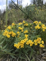 Lithospermum californicum