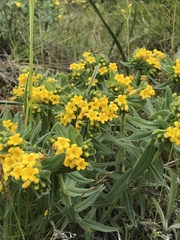Lithospermum californicum