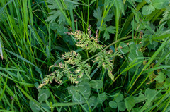 Ramularia chaerophylli