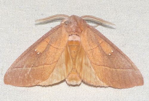 White-dotted Prominent, photo 3 of 10