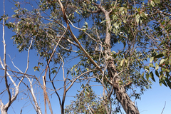 Eucalyptus arenacea