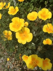 Eschscholzia californica
