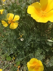 Eschscholzia californica