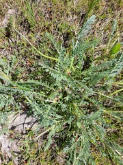 Astragalus hoodianus