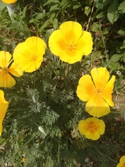 Eschscholzia californica