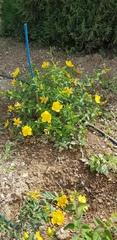 Magnoliopsida