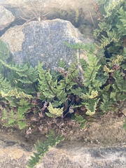 Oeosporangium