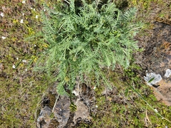 Astragalus hoodianus